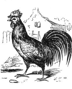 Roving Rooster