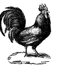 Standing Rooster