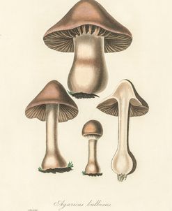 Agaricus Bullosus