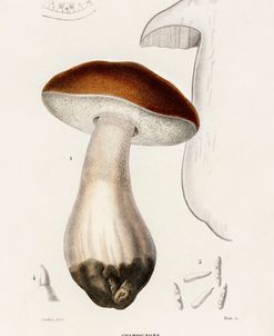 Champignon