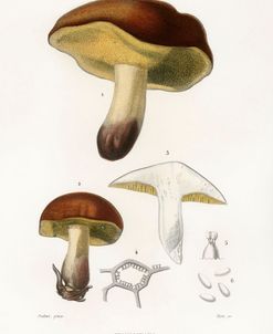 Champignons