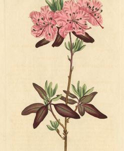 Dotted Leaved Rhododendron
