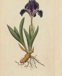 Dwarf Iris