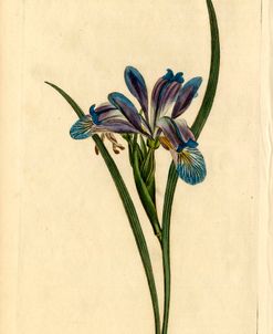 Iris Graminea