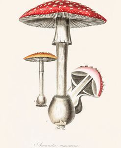 Amanita Muscaria