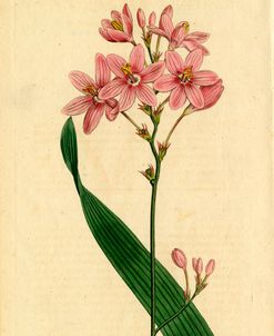 Salver-Flowered Ixia