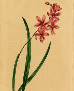 Scented Ixia