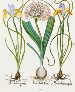 Iris And Allium