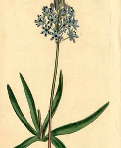 Italian Squill