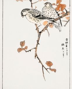 Finches Chinoiserie