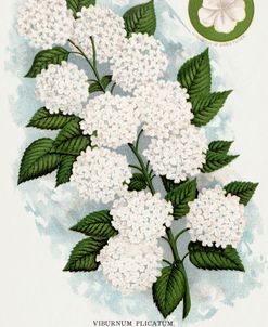 Japanese Snowball Hydrangea
