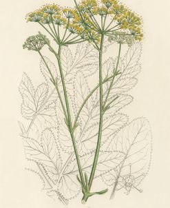 Dill Study