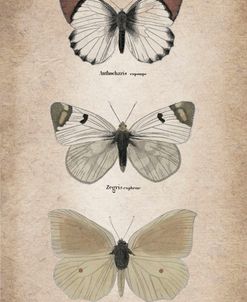 Vintage Butterflies Trio 2