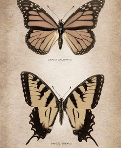 Vintage Butterflies Duo 1