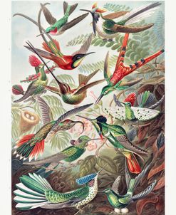 Trochilidae – Hummingbirds