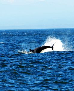 Orcas_0646a