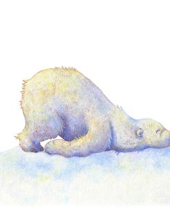 Polar Bear 1