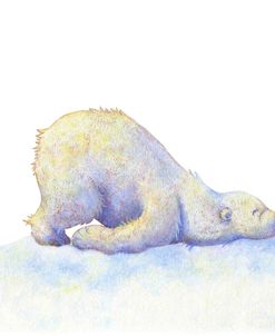 Polar Bear 1