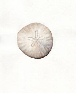 Sand Dollar