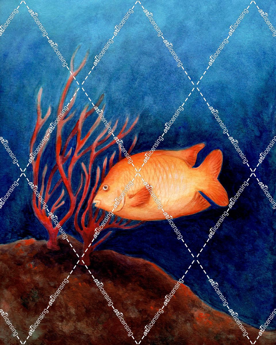 Garibaldi Orange Fish