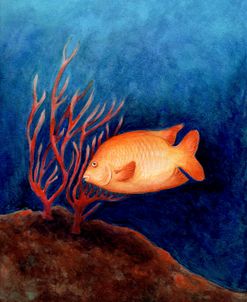 Garibaldi Orange Fish