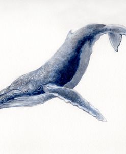 Humpback Whale Dive