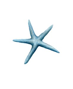 Starfish Blue