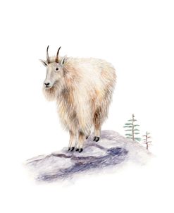 Mountain Goat Trees