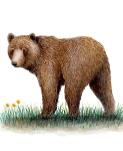 Grizzly Bear Yellow Flowers