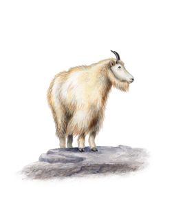 Mountain Goat Rock