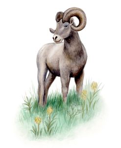 Big Horn Sheep Bear Grass