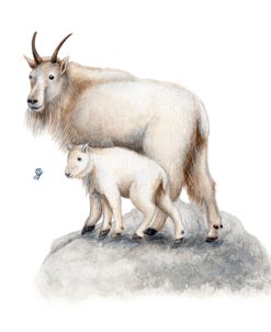 Mountain Goat Momma And Baby