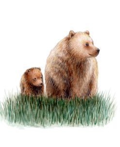 Momma Bear And Cub In Field