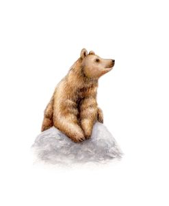 Bear Looking Up With Smile