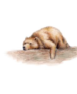 Bear Sleeping On Log