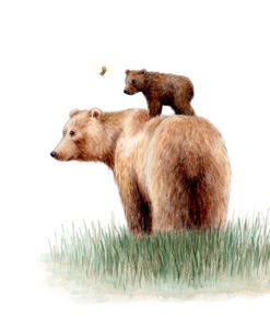 Cub On Momma Bear Butterfly