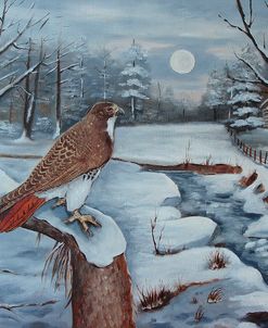 The Red Tailed Hawk
