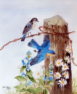 Bluebirds with Daisies