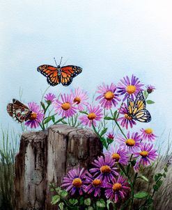 Butterflies