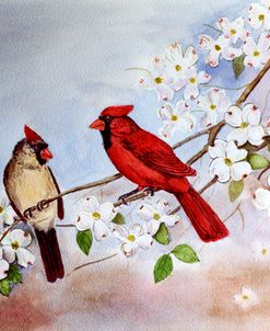 Cardinals and Dogwood