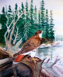 Red Tailed Hawk