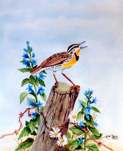 Meadowlark 2