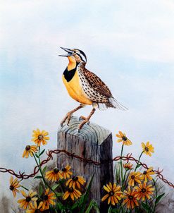 Meadowlark 3