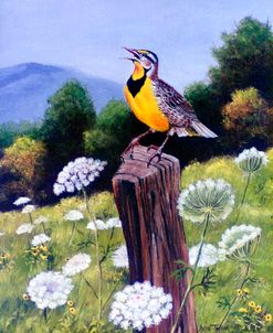 Meadowlark