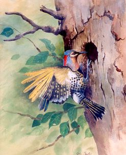 Woodpecker