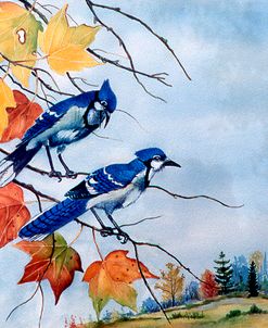 Blue Jays