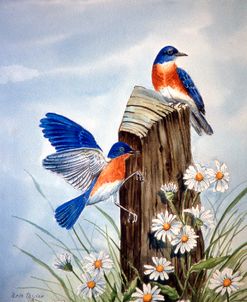 Bluebirds With Daisies 2