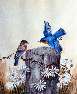 Bluebirds With Daisies 3