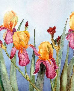 Irises Four