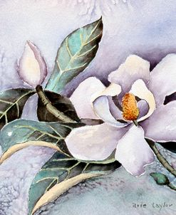 Magnolia Blossom